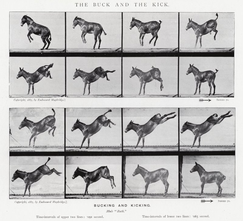 Eadweard Muybridge: The Buck and the Kick by Eadweard Muybridge