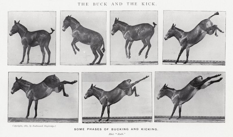 The Buck and the Kick by Eadweard Muybridge