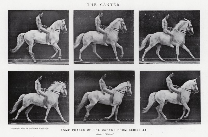 Eadweard Muybridge: The Canter (b/w photo) by Eadweard Muybridge