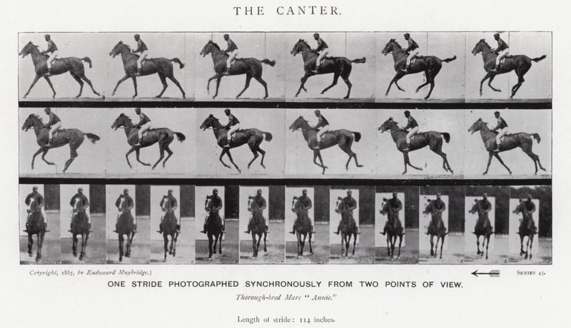 The Canter by Eadweard Muybridge