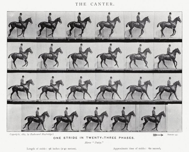The Canter by Eadweard Muybridge