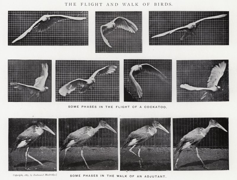 The Flight and Walk of Birds by Eadweard Muybridge