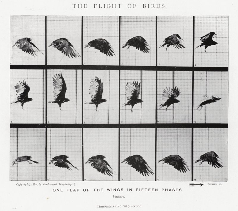 Eadweard Muybridge: The Flight of Birds by Eadweard Muybridge