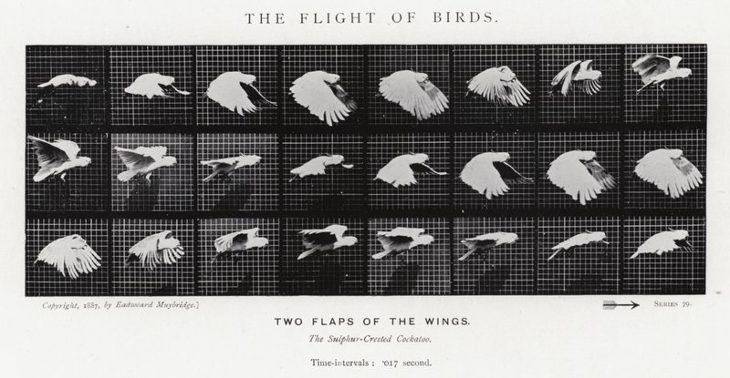 The Flight of Birds by Eadweard Muybridge