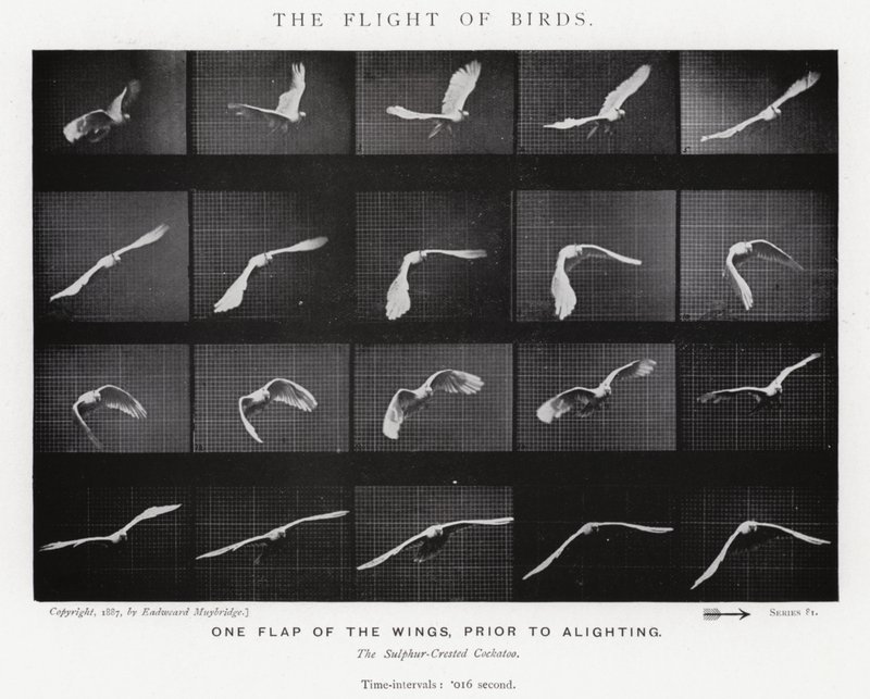The Flight of Birds by Eadweard Muybridge
