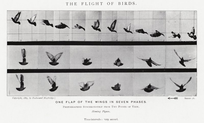 Eadweard Muybridge: The Flight of Birds (b/w photo) by Eadweard Muybridge