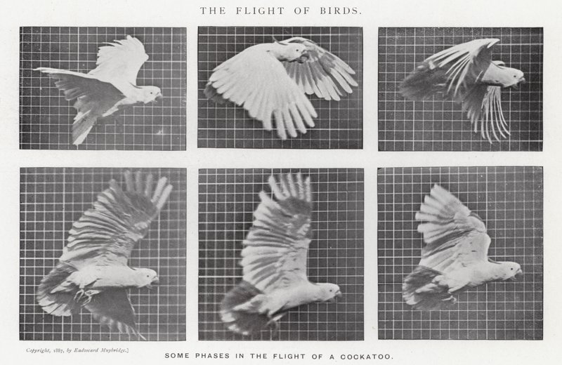 Eadweard Muybridge: The Flight of Birds (b/w photo) by Eadweard Muybridge
