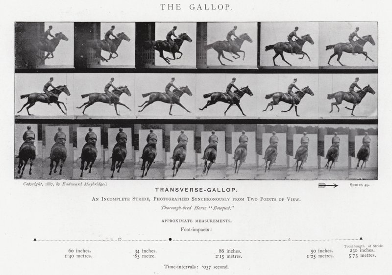 Eadweard Muybridge: The Gallop by Eadweard Muybridge