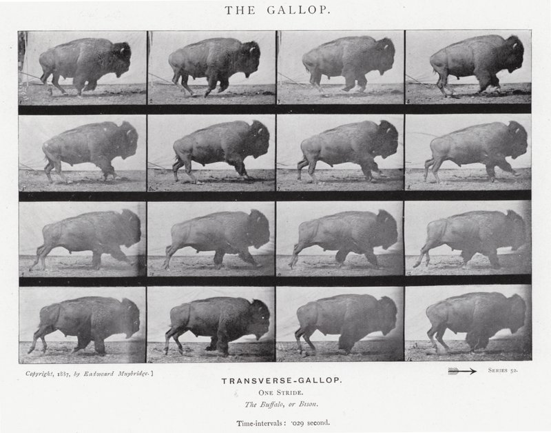 Eadweard Muybridge: The Gallop by Eadweard Muybridge