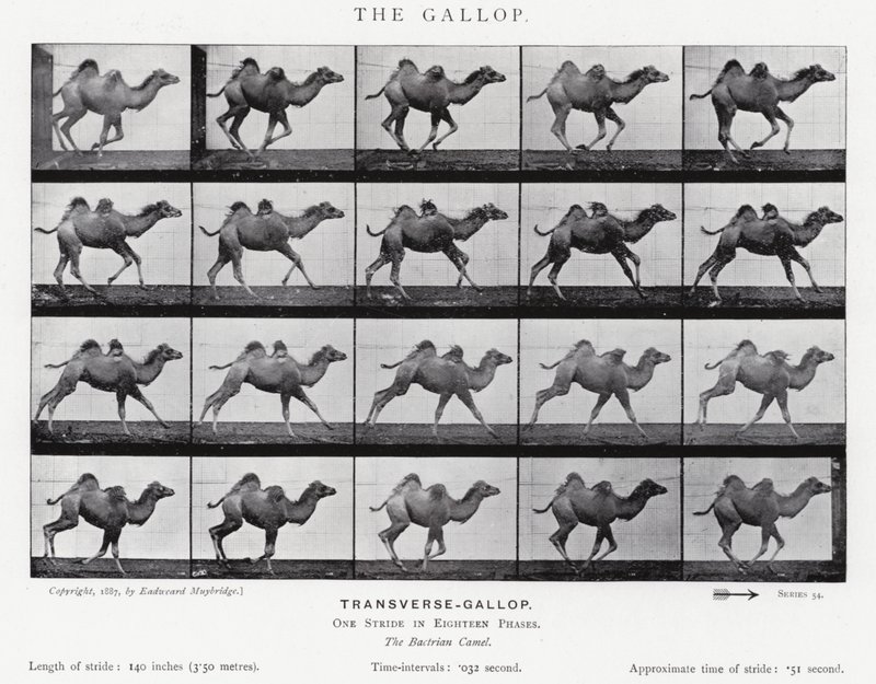 Eadweard Muybridge: The Gallop by Eadweard Muybridge