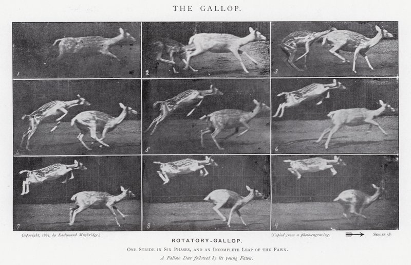 The Gallop by Eadweard Muybridge
