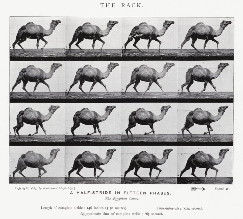 The Rack by Eadweard Muybridge