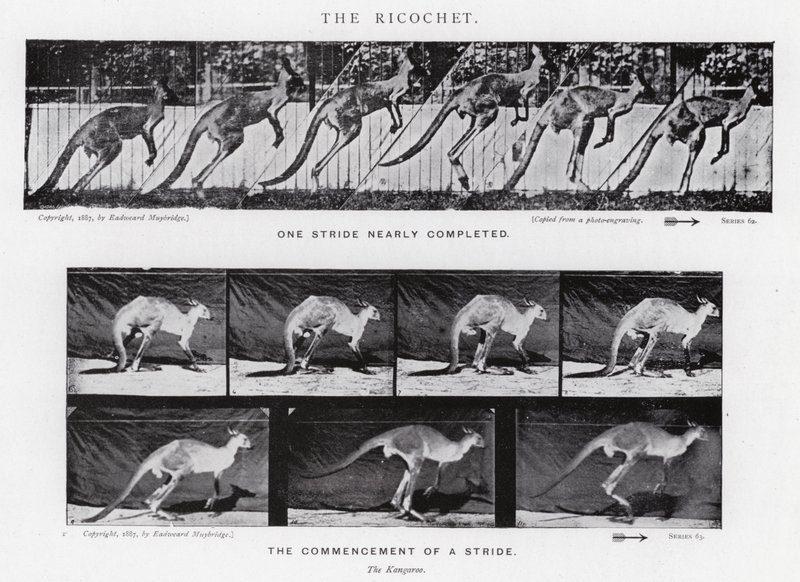 Eadweard Muybridge: The Ricochet by Eadweard Muybridge