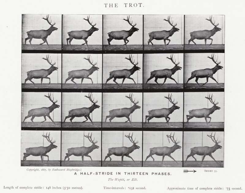 The Trot by Eadweard Muybridge