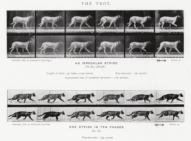 The Trot by Eadweard Muybridge
