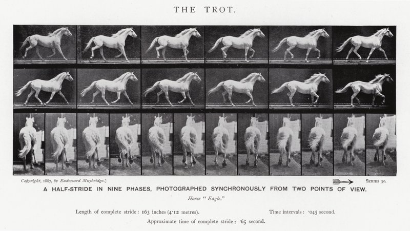 The Trot by Eadweard Muybridge