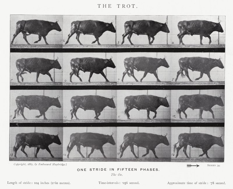 The Trot by Eadweard Muybridge
