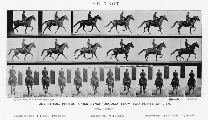 The Trot by Eadweard Muybridge