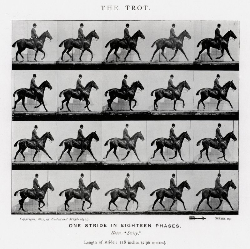 The Trot by Eadweard Muybridge
