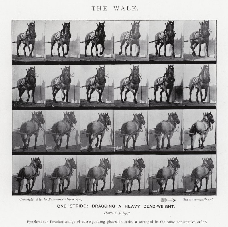 Eadweard Muybridge: The Walk by Eadweard Muybridge