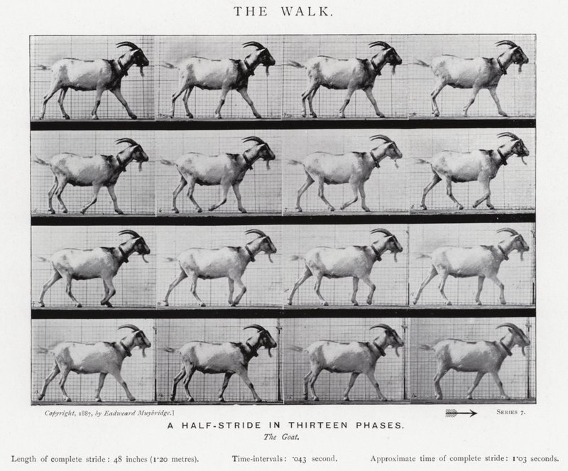 Eadweard Muybridge: The Walk by Eadweard Muybridge