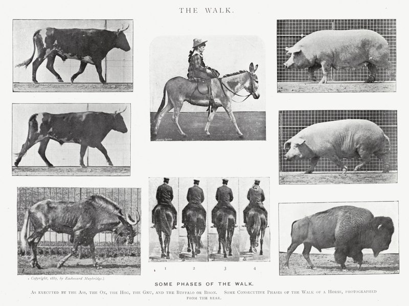 Eadweard Muybridge: The Walk by Eadweard Muybridge