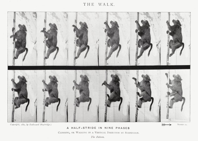 Eadweard Muybridge: The Walk by Eadweard Muybridge
