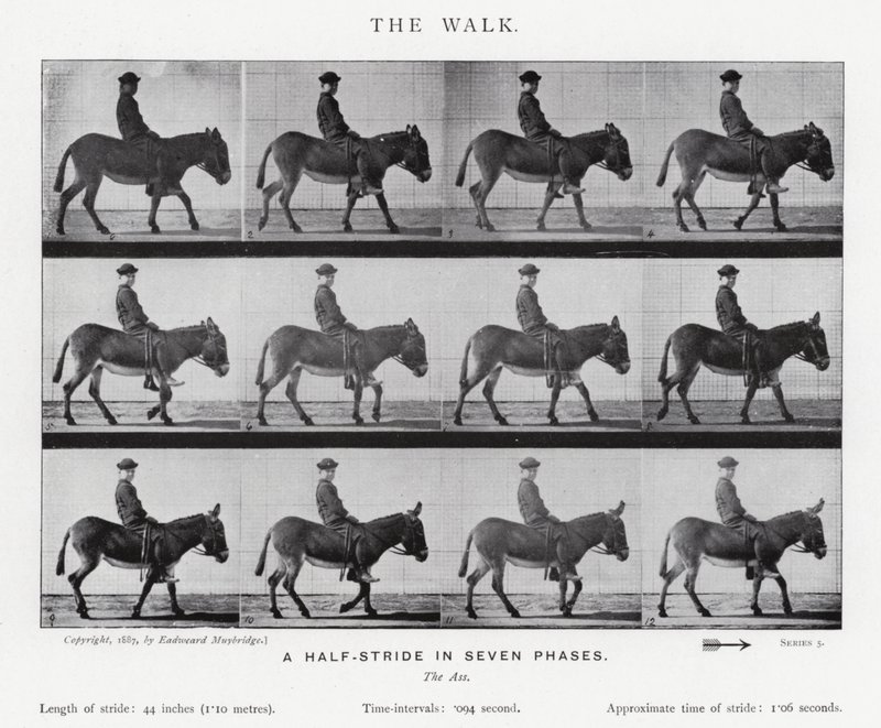 Eadweard Muybridge: The Walk by Eadweard Muybridge