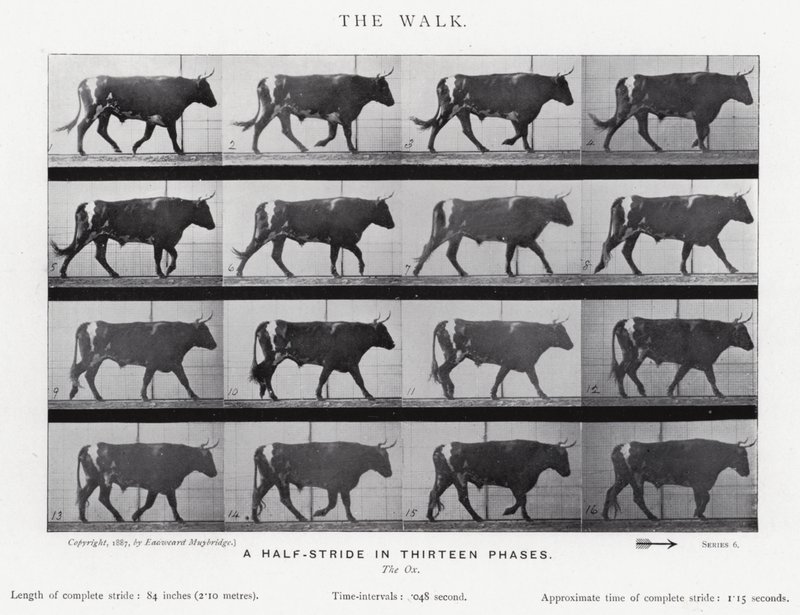 Eadweard Muybridge: The Walk by Eadweard Muybridge