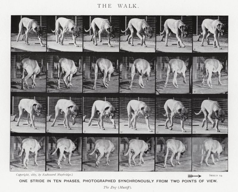 Eadweard Muybridge: The Walk by Eadweard Muybridge
