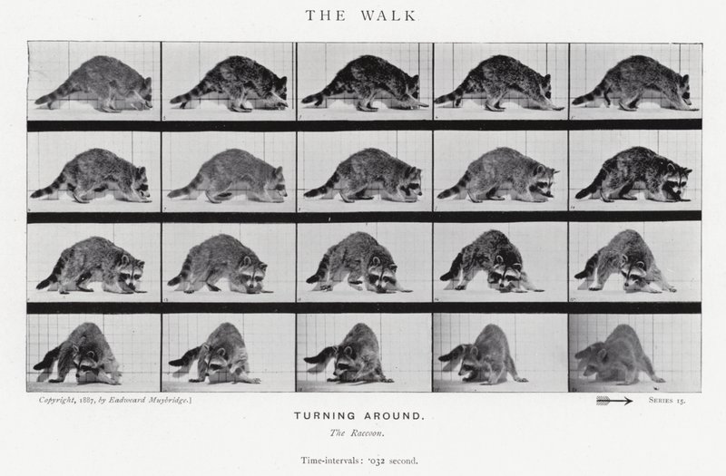 Eadweard Muybridge: The Walk by Eadweard Muybridge
