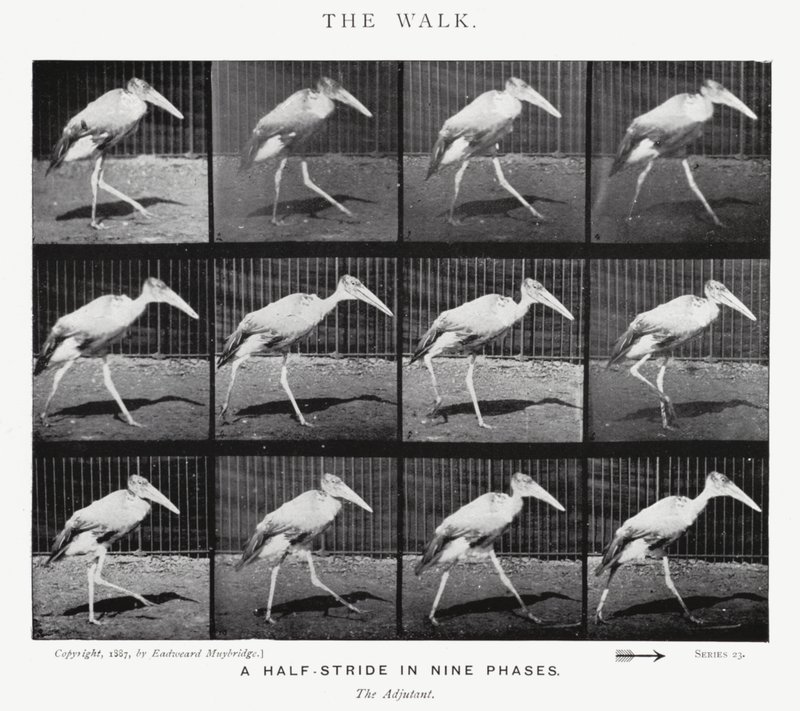 Eadweard Muybridge: The Walk by Eadweard Muybridge