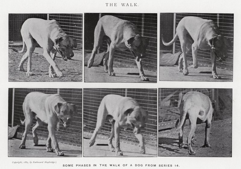Eadweard Muybridge: The Walk by Eadweard Muybridge