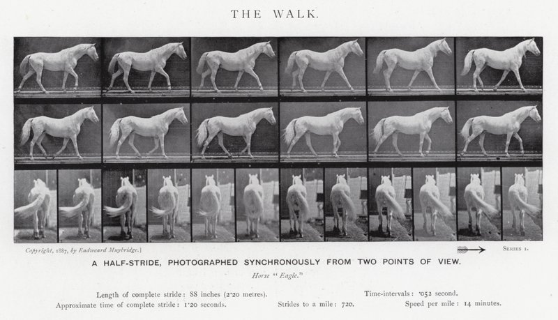 The Walk by Eadweard Muybridge