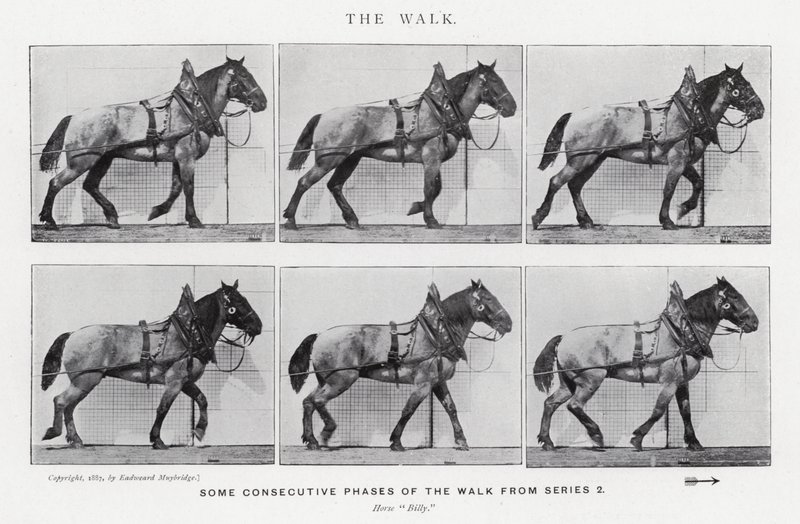 The Walk by Eadweard Muybridge
