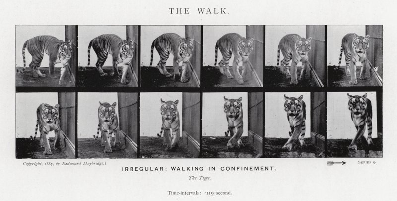 The Walk by Eadweard Muybridge