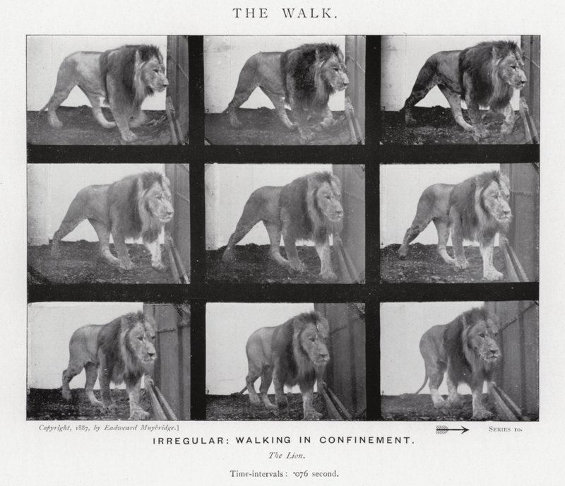 The Walk by Eadweard Muybridge