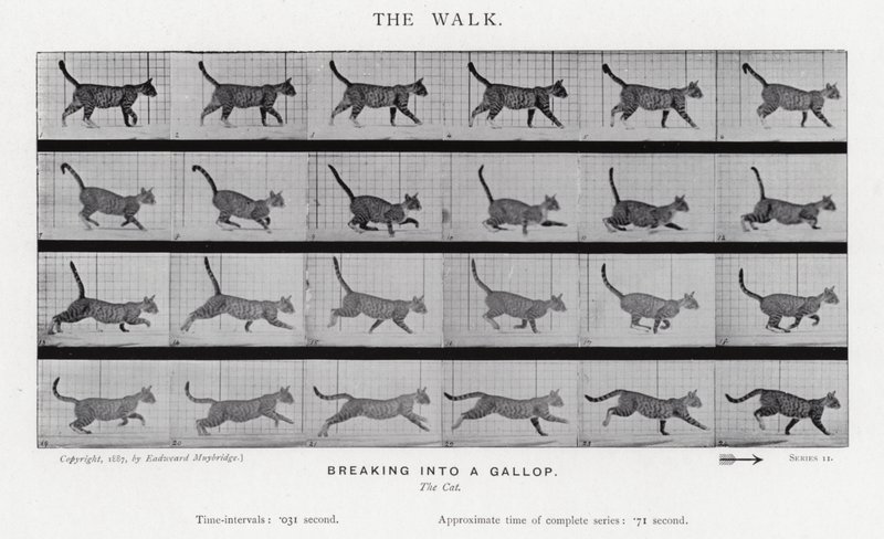 The Walk by Eadweard Muybridge