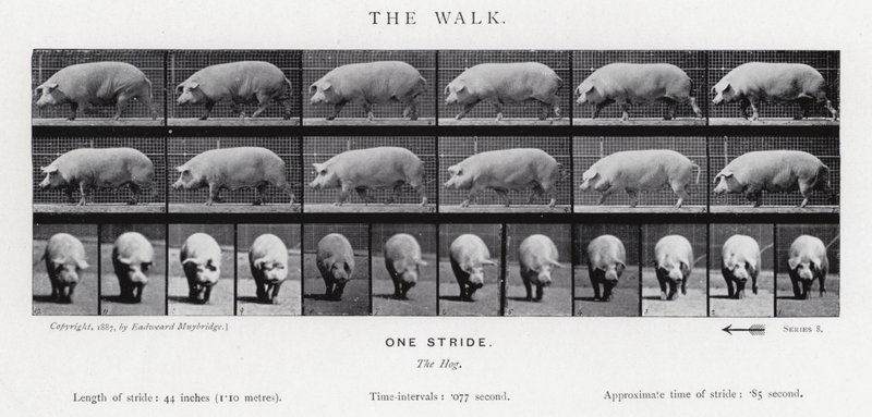 The Walk by Eadweard Muybridge