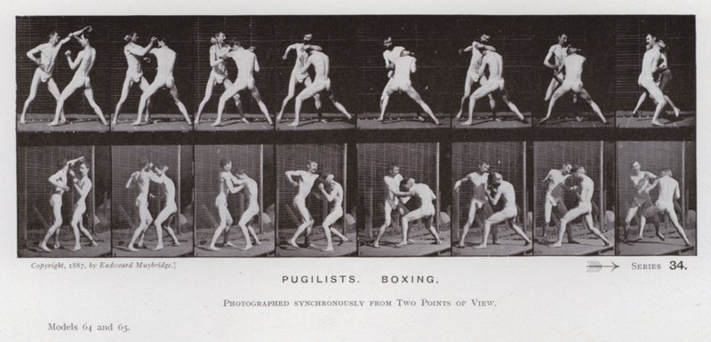 The Human Figure in Motion: Pugilists, Boxing by Eadweard Muybridge