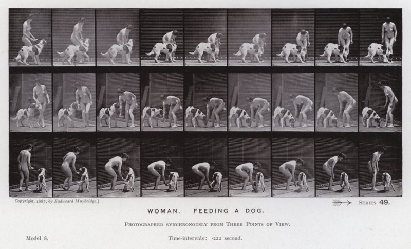 The Human Figure in Motion: Woman, feeding a dog by Eadweard Muybridge