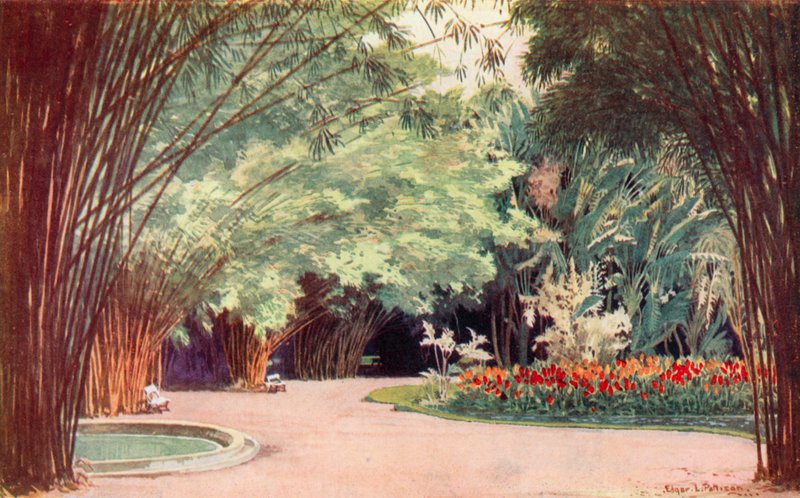A Bamboo Grove, Botanical Gardens by Edgar L. Pattison