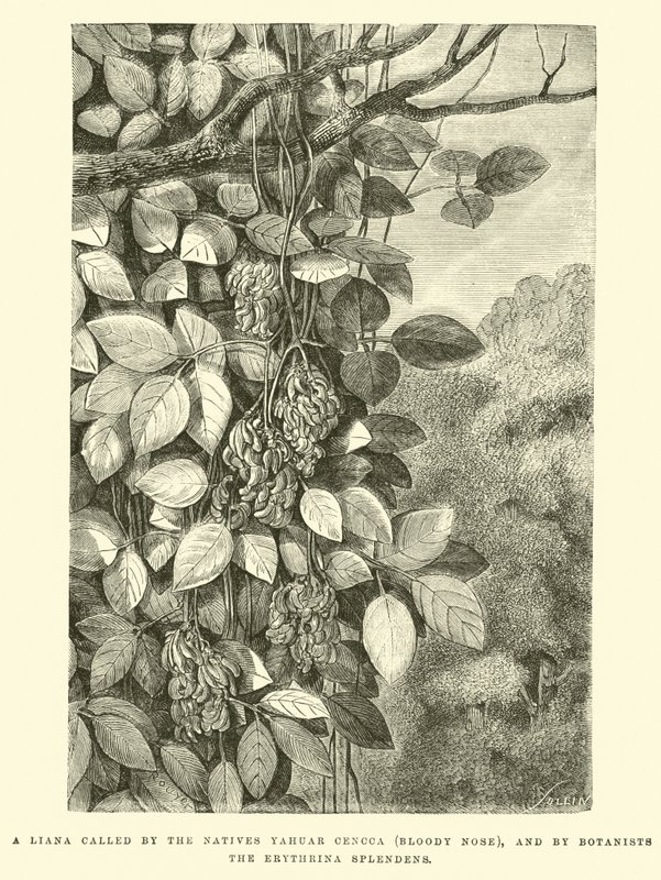 A Liana called by the Natives Yahuar Cencca (Bloody Nose), and by Botanists the Erythrina splendens by Edouard Riou