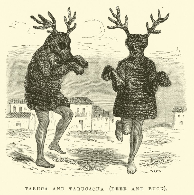Taruca and Tarucacha, deer and buck by Edouard Riou