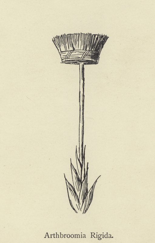 Arthbroomia Rigida by Edward Lear