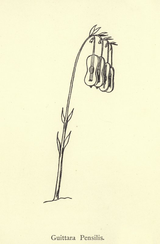 Guittara Pensilis by Edward Lear