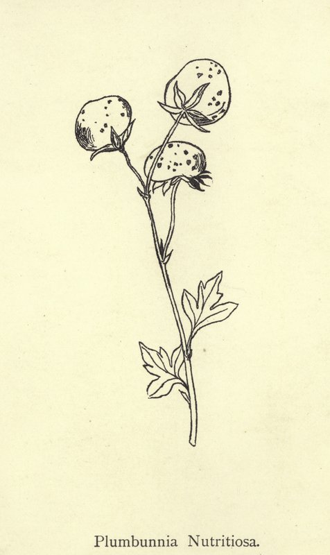 Plumbunnia Nutritiosa by Edward Lear