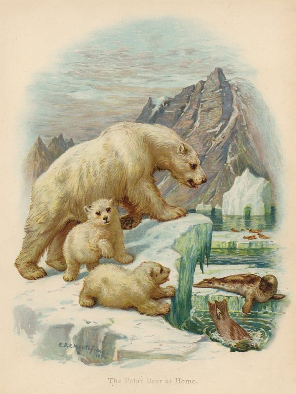 The Polar Bear at Home by Edward Brice Montefiore