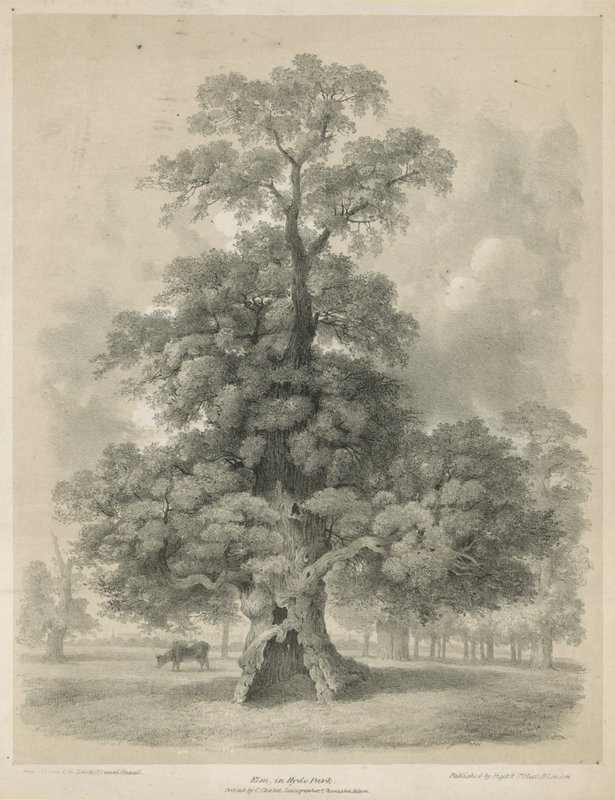 Elm in Hyde Park, London by Edward Hassell