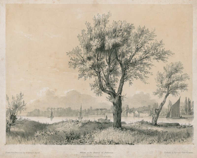 Willows on the Thames at Battersea by Edward Hassell